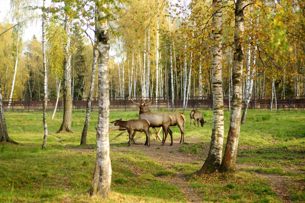 Lej sommerhus eller camping nær Skånes dyrepark Sverige