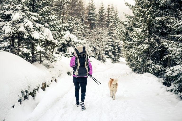 Sommerhus i Sverige med Hund – Ferie for Hele Familien